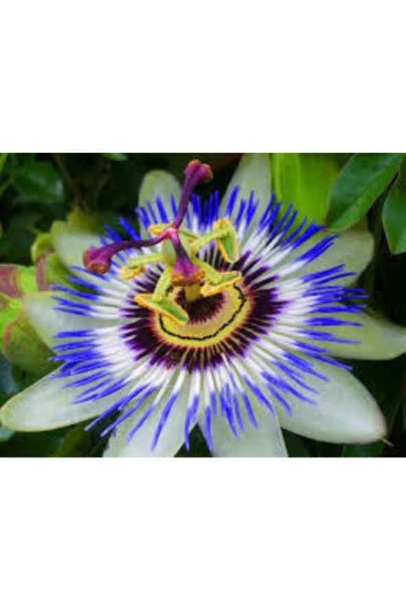 10 Adet Çarkıfelek Çiçeği Tohumu Passiflora Çiçeği Tohumu Çiçek Tohumu Saksı Toprak Süpriz Hediyeli - Resim 2