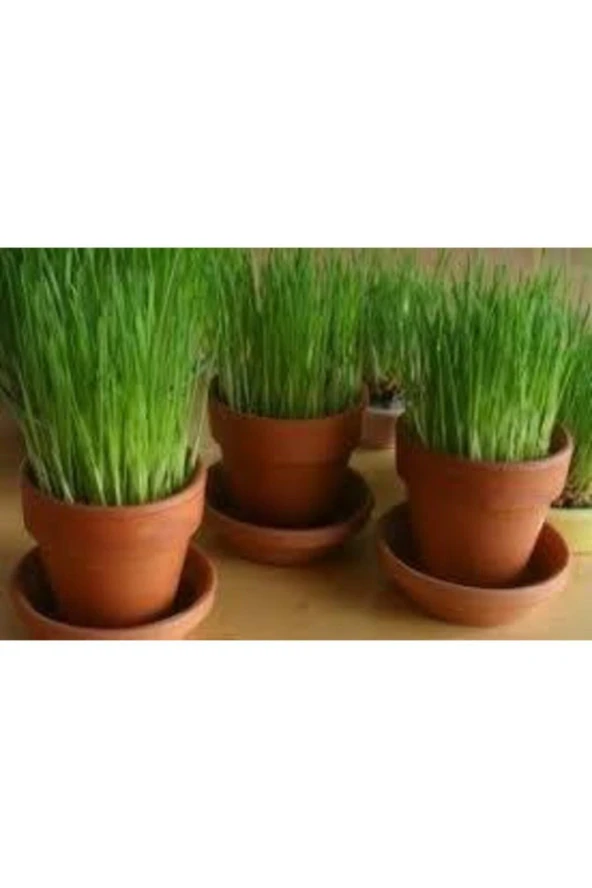 500 Adet Buğday Çimi Tohumu - Resim 3