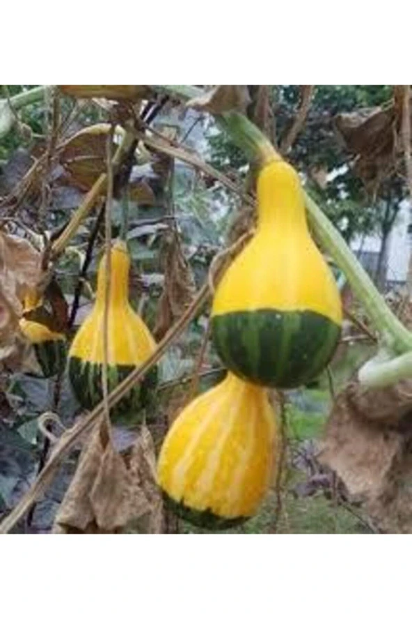 5 Adet Nadir Siyah Sarı Kabak Yeni Tohum Tropikal Süs Kabağı Tohumu Saksı Toprak Hediyemiz ürün görseli