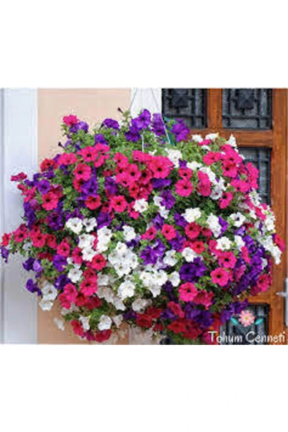 10 Adet Yıldız Çiçeği Tohumu Karışık Dahlia Yıldız Çiçek Tohumu Saksı Toprak Sürpriz Hediye Tohumlu - Resim 3