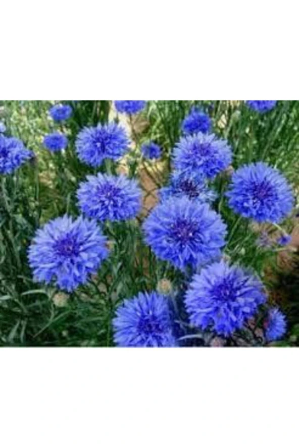 10 Adet Tohum Nadir Bulunan Mavi Kantoron Otu Çiçeği Tohumu Mavi Kantaron Çiçeği Sürpriz Hediyeli - Resim 3
