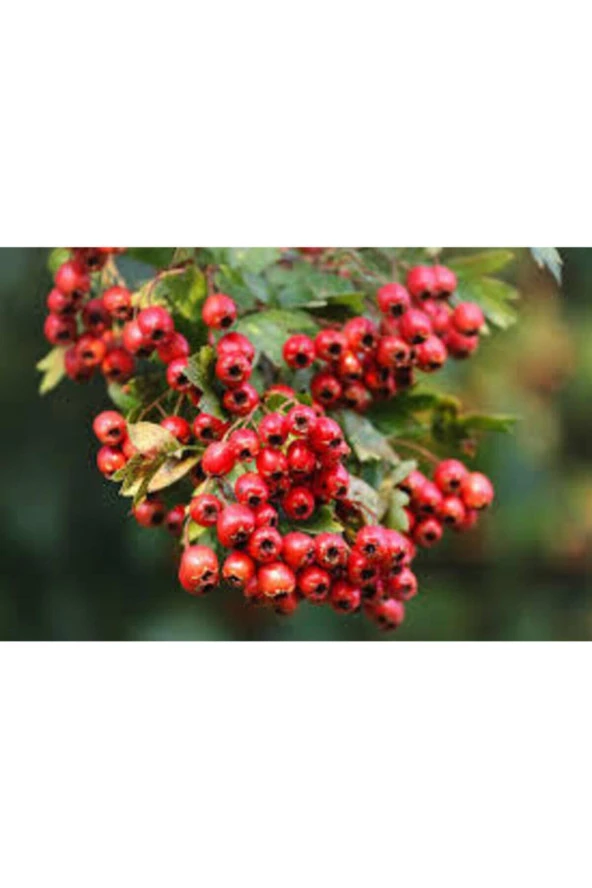 10 Adet Alıç Tohumu Yabani Dağ Alıçı Her Derde Deva Tamamen Doğal Alıç Tohumu Sürpriz Hediye Tohum - Resim 3