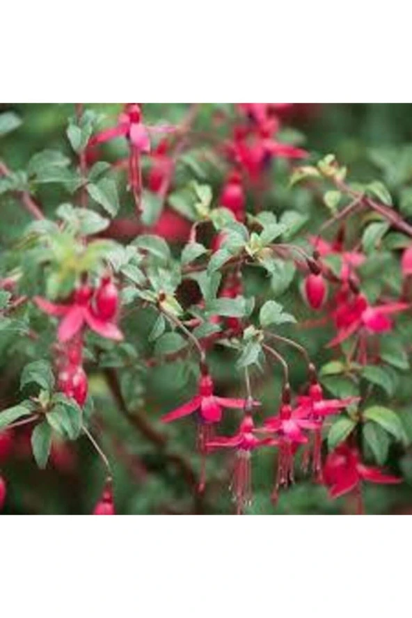 10 Adet Tohum Nadir Kırmızı Küpeli Çiçeği Tohumu Yer Küpeli Çiçek Saksı Toprak Sürpriz Hediyli - Resim 2