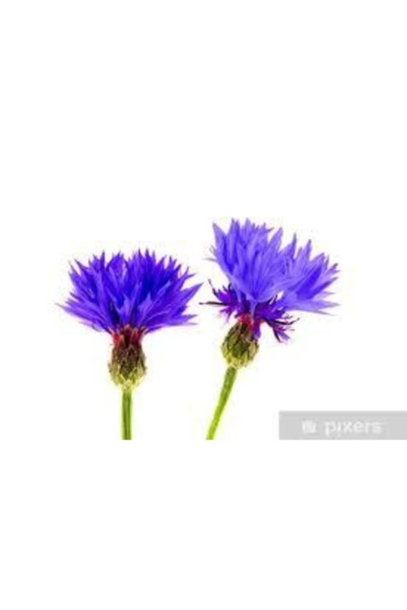 10 Adet Tohum Nadir Bulunan Mavi Kantoron Otu Çiçeği Tohumu Mavi Kantaron Çiçeği Sürpriz Hediyeli - Resim 4