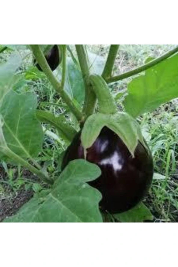 30 Adet Mega Paket Adana Dolmalık Mor Patlıcan Yerli Orİjinal Tohum - Resim 2