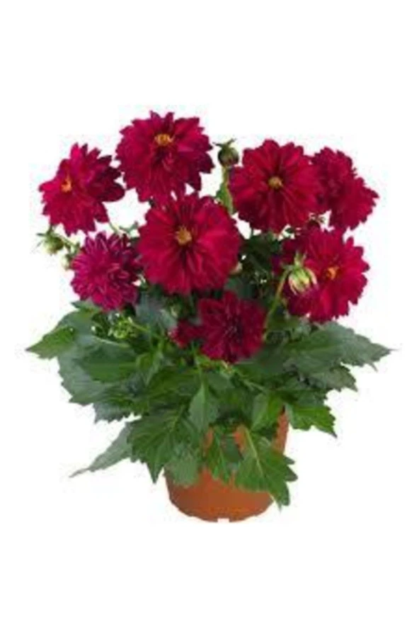 10 Adet Yıldız Çiçeği Tohumu Karışık Dahlia Yıldız Çiçek Tohumu Sürpriz Hediye Tohumludur ürün görseli 1