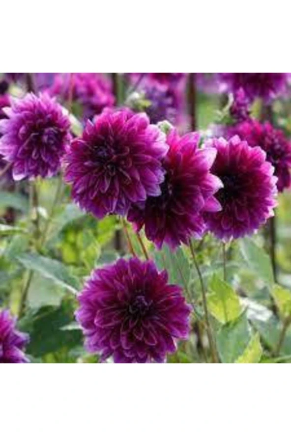 10 Adet Yıldız Çiçeği Tohumu Karışık Dahlia Yıldız Çiçek Tohumu Sürpriz Hediye Tohumludur - Resim 2