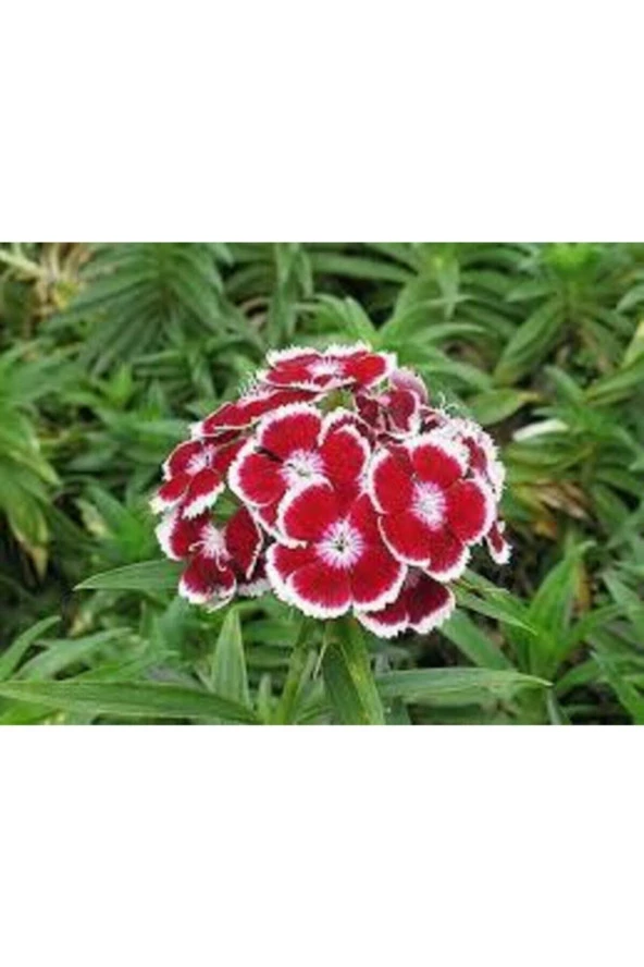 10 Adet Tohum Nadir Çin Karanfili Çiçeği Tohumu Çin Karanfil Çiçek Saksı Toprak Sürpriz Hediyeli ürün görseli