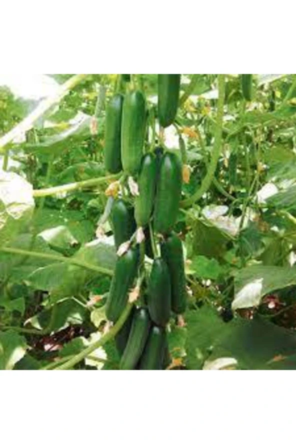 10 Adet Tohum Nadir Silor Parmak Salatalık Salatalık Çıtır Küçük Boy Salatalık Tohumu Sürpriz Hediye ürün görseli