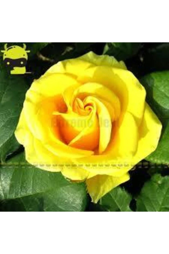 5 Adet Tohum Nadir Sarı Gül Tohumu Sarı Bahçe Gülü Organik Saksı Toprak Hediyemiz ürün görseli 1