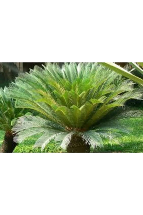 1 Adet Tohum Nadir Bulunan Skas Palmiye Ağacı Tohumu Sikas Ağacı Tohumu Cycas Japon Palmiye Ağacı - Resim 4