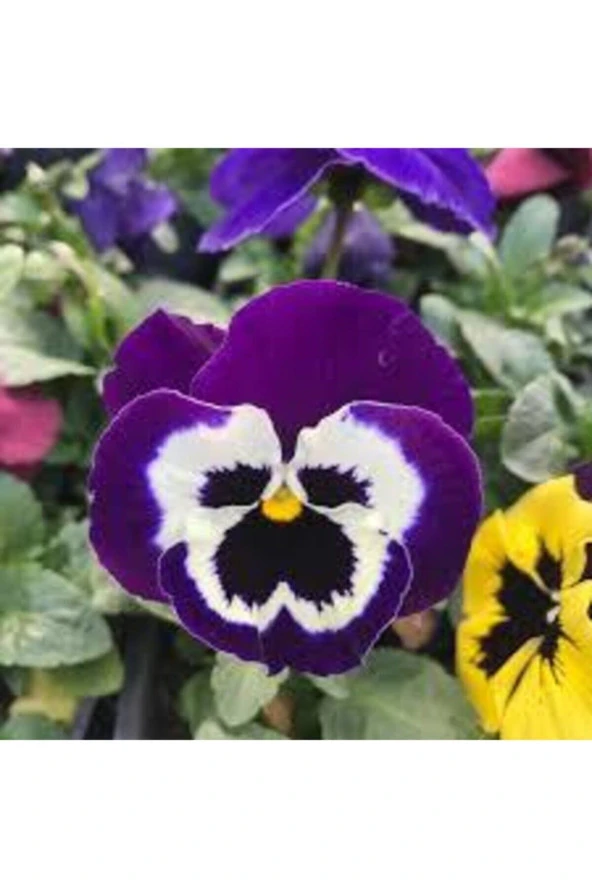 10 Adet Tohum Hercai Çiçek Tohumu Hercai Çiçeği Hediye Saksı Toprak Sürpriz Hediye ürün görseli