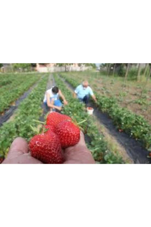 10 Adet Tohum Orjinal Organik Çilek Tohumu Doğal Çilek Tohumu Saksı Toprak Hediyeli Sürpriz Hediye - Resim 3