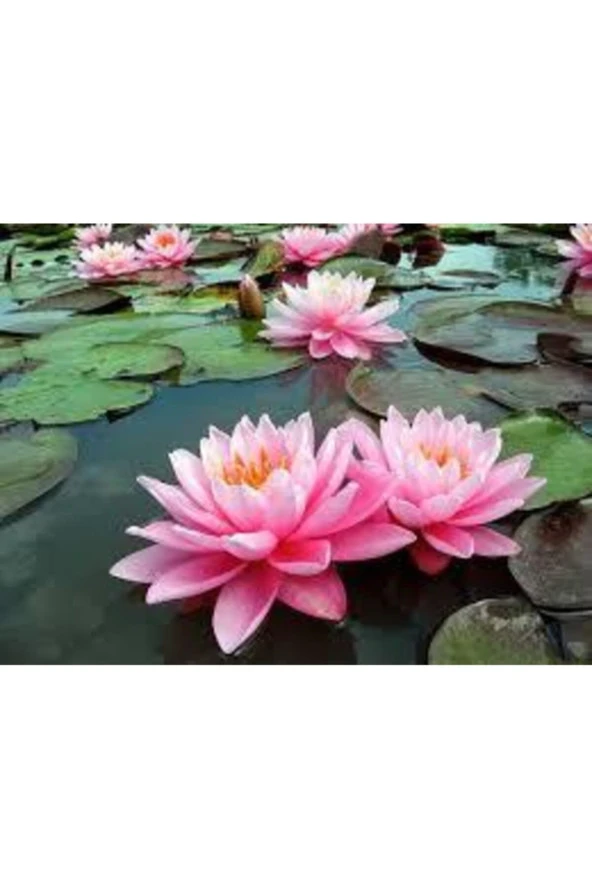1 Adet Tohum Nadir Bulunan Pembe Lotus Çiçeği Tohumu Lotus Su Çiçeği Tohumu Nilüfer Çiçeği Tohumu ürün görseli