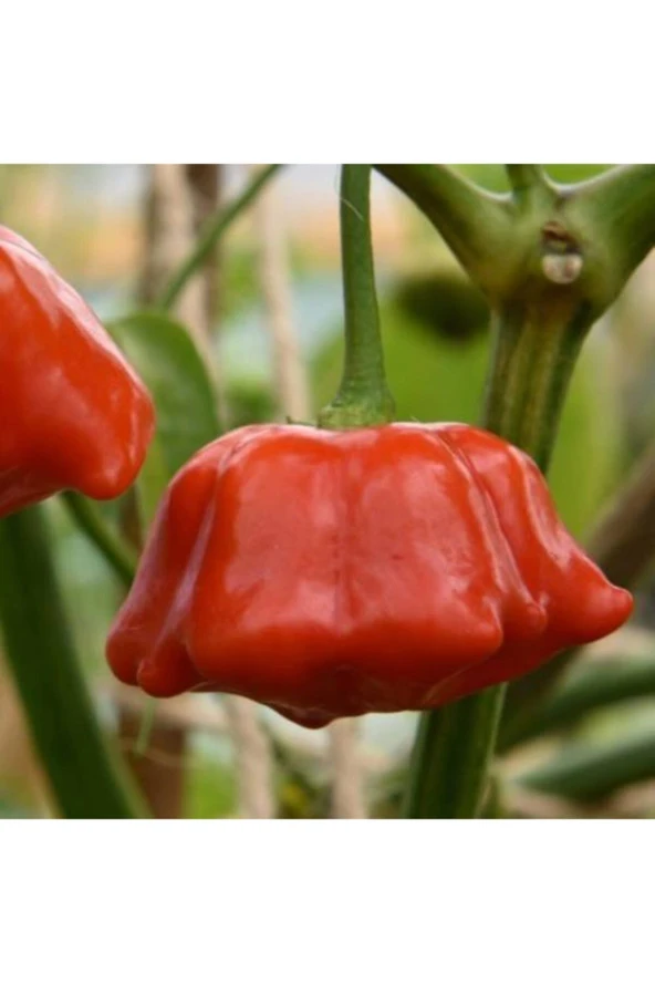 50 Adet Tohum Nadir Gül Biberi Tohumu Kırmızı Gül Biberi Tohumu Gül Biber Tohumu Saksı Topraklı ürün görseli