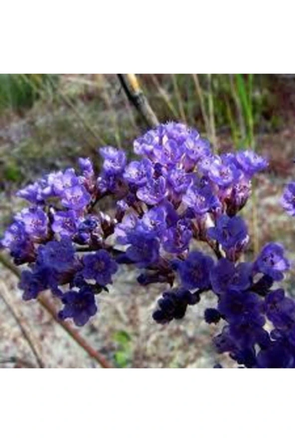 5 Adet Tohum Nadir Bulunan Deniz Lavantası Çiçeği Tohumu Lavanta Çiçeği Tohumu Saksı Toprak Hediye - Resim 2