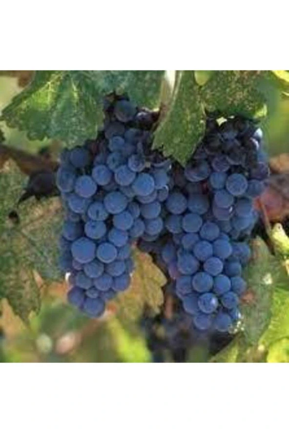 20 Adet Tohum Siyah Üzüm Black Magic Asma Ağacı Tohumu Sürpriz Hediye Bonsai Ağacı Tohumu - Resim 3