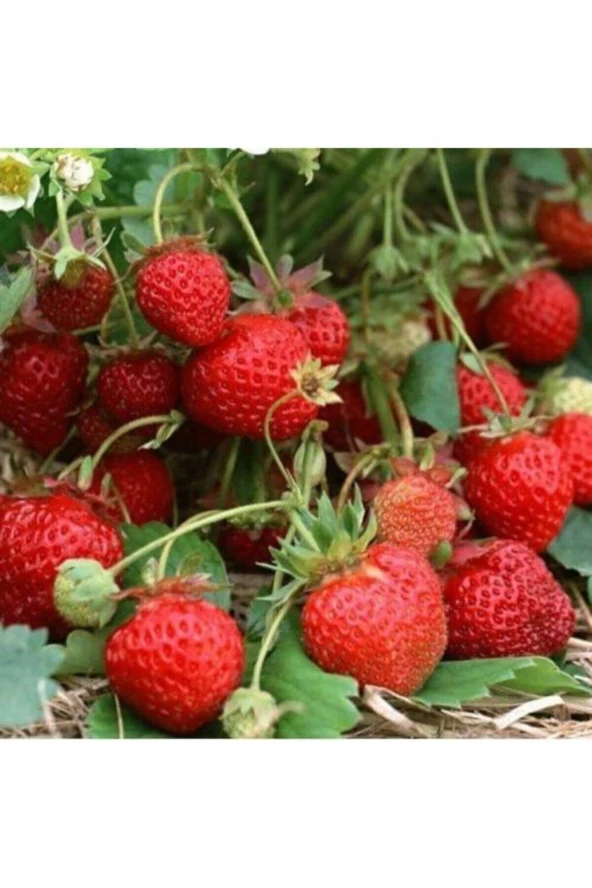 10 Adet Tohum Orjinal Organik Çilek Tohumu Doğal Çilek Tohumu Saksı Toprak Hediyeli Sürpriz Hediye ürün görseli