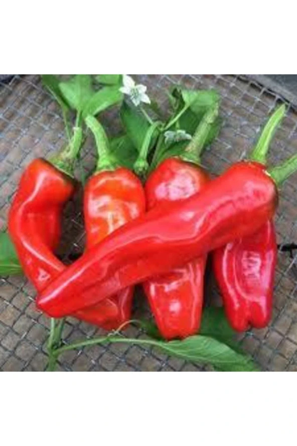 Tohum Saksılık Çok Acı Urfa Isot Biberi Tohumu Saksı Toprak Sürpriz Hediye Tohumu 25 Adet ürün görseli