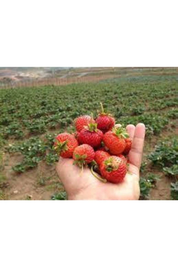 10 Adet Tohum Orjinal Organik Çilek Tohumu Doğal Çilek Tohumu Saksı Toprak Hediyeli Sürpriz Hediye - Resim 4