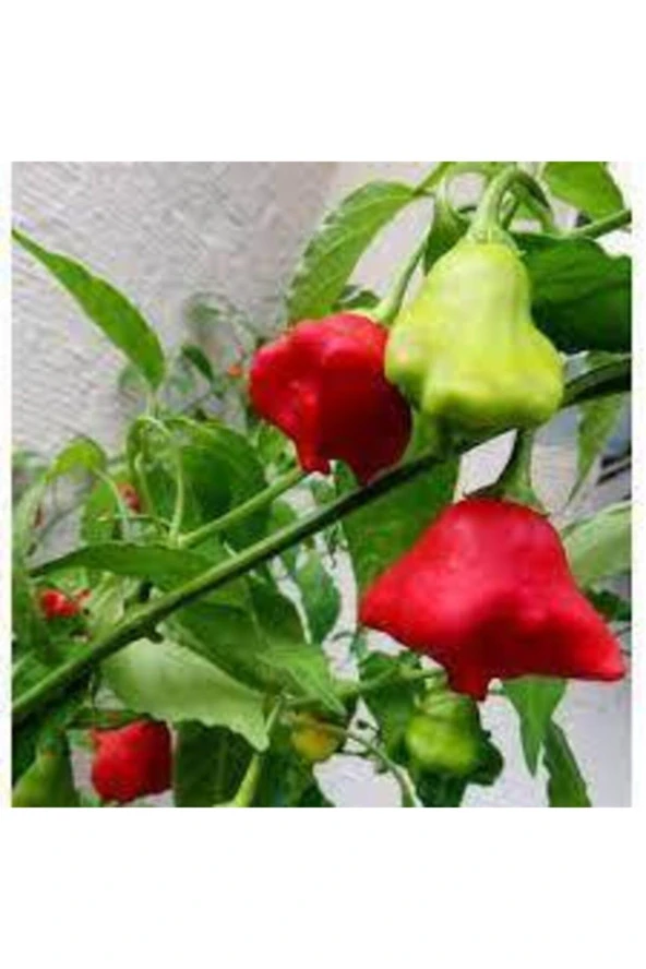 50 Adet Tohum Nadir Gül Biberi Tohumu Kırmızı Gül Biberi Tohumu Gül Biber Tohumu Saksı Topraklı - Resim 4