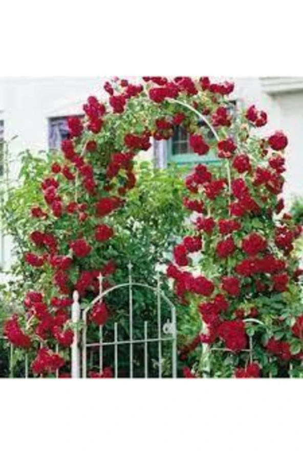 5 adet Tohum Kırmızı Gül Sarmaşık Ev Bahçe Çiçeği Tohumu Sürpriz Hediye Sebze Tohumu Hediyelidir ürün görseli 1