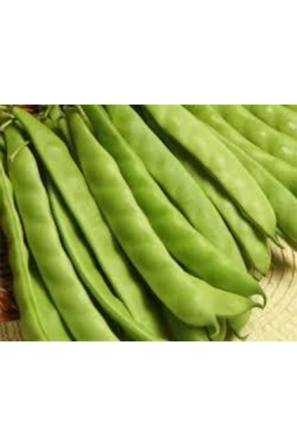 15 Adet Istanbul Boncuk Ayşe Kadın Kılçıksız Fasulye Tohum ürün görseli