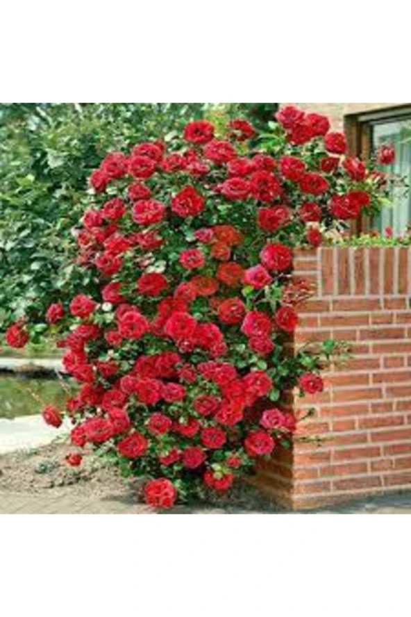 5 adet Tohum Kırmızı Gül Sarmaşık Ev Bahçe Çiçeği Tohumu Sürpriz Hediye Sebze Tohumu Hediyelidir - Resim 3