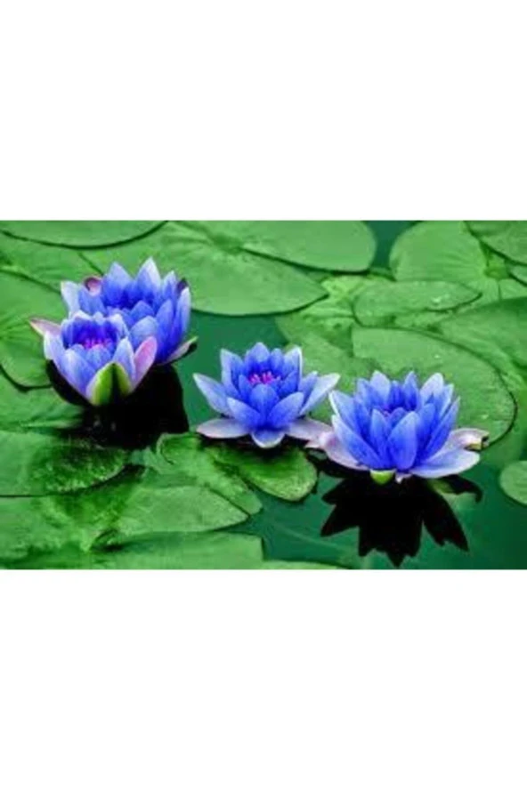 10 Adet Tohum Nadir Bulunan Mavi Lotus Çiçeği Tohumu Lotus Su Çiçeği Tohumu Nilüfer Çiçeği Tohumu - Resim 2