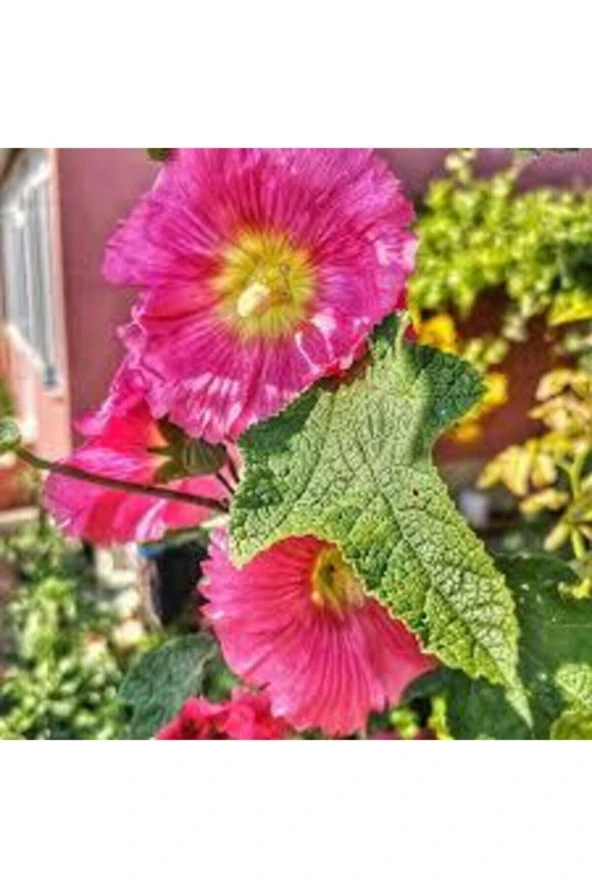 20 Adet Tohum Nadir Bulunan Fatma Gül Çiçeği ürün görseli