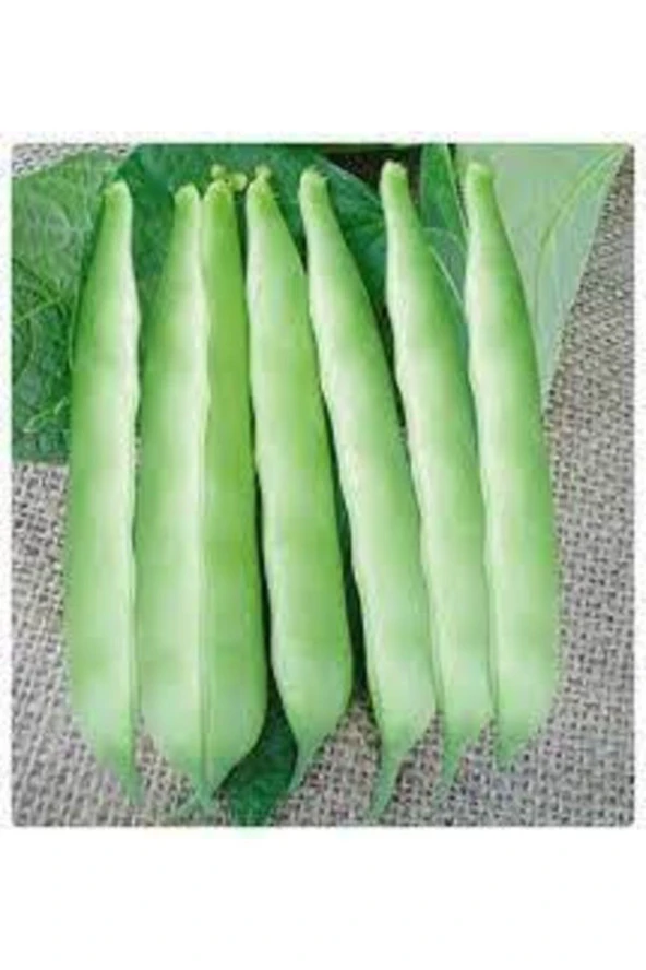 15 Adet Istanbul Boncuk Ayşe Kadın Kılçıksız Fasulye Tohum - Resim 3