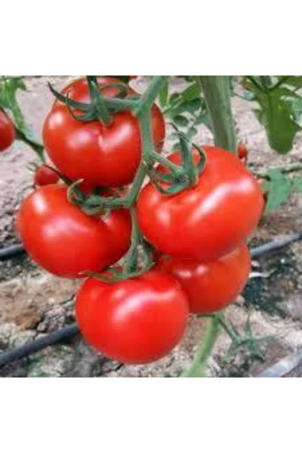 10 Adet Erkenci Salkım Domates Saksı Toprak Tohum - Resim 2
