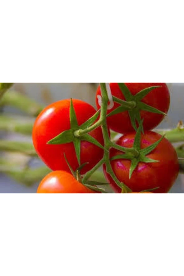 10 Adet Erkenci Salkım Domates Saksı Toprak Tohum - Resim 4