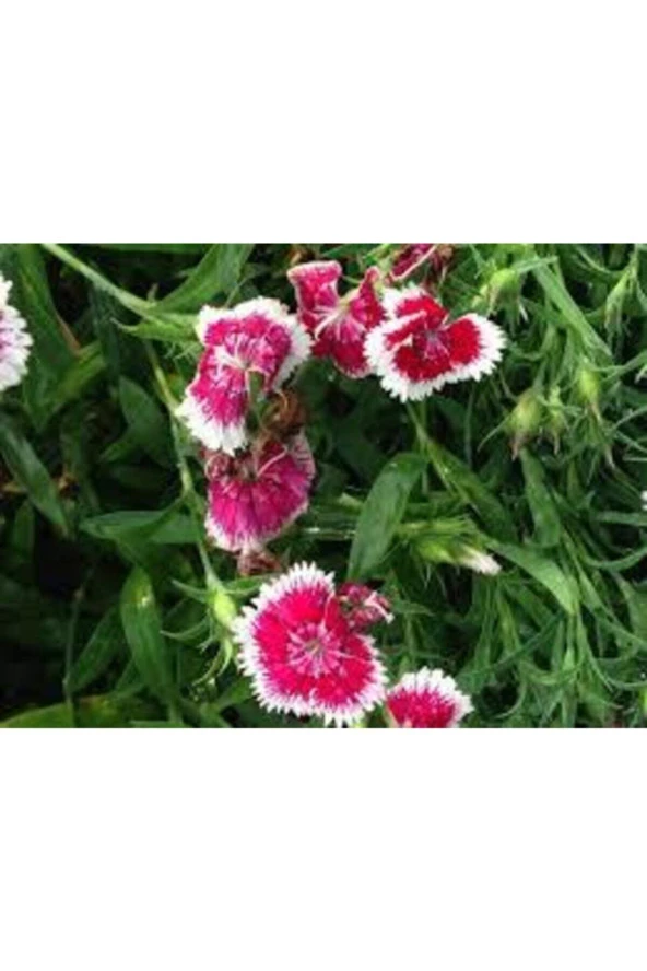 10 Adet Tohum Nadir Çin Karanfili Çiçeği Tohumu Çin Karanfil Çiçek Saksı - Resim 3