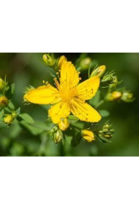 20 Adet Tohum Eko Paket Sarı Kantaron Tohumu Kantaron Tohumu Saksı Toprak Hediymiz ürün görseli