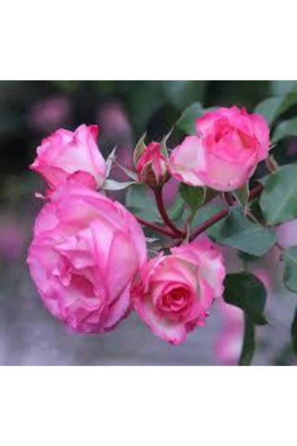 10 Adet Tohum Nadir Pembe Gül Tohumu Pembe Çiçek Tohumu Saksı Toprak Hediyeli ürün görseli