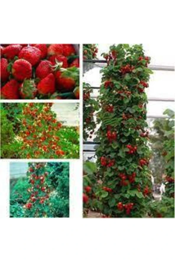 10 Adet Tohum Ithal Nadir Alman Çileği Sırık Çilek Ağacı Tohumu Ata - Resim 2