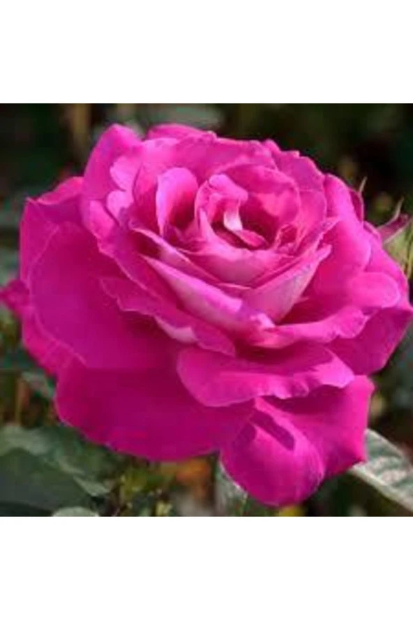 10 Adet Tohum Nadir Pembe Gül Tohumu Pembe Çiçek Tohumu Saksı Toprak Hediyeli - Resim 2