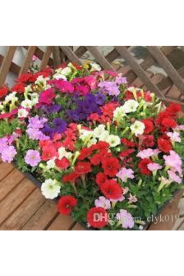 10 Adet Tohum Nadir Petunya Çiçeği Tohumu Petunya Çiçek Tohumu Saksı Toprak Hediyemiz - Resim 3