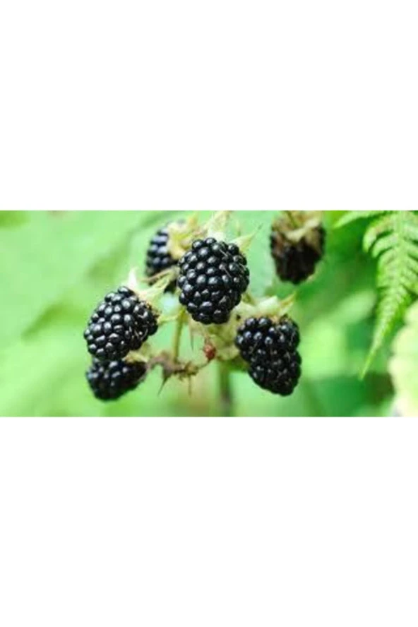 30 Adet Tohum Eko Paket Böğürtlen Tohumu Ahududu Tohumu Ithal Süpriz Hediye Bonsai Ağacı Tohumu - Resim 3