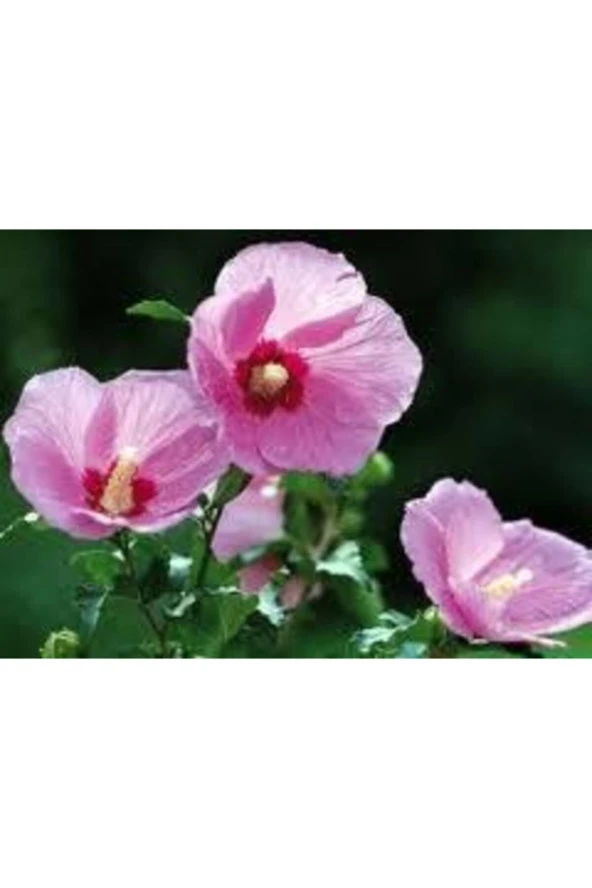 10 Adet Tohum Nadir Bulunan Fatma Gül Çiçeği ürün görseli