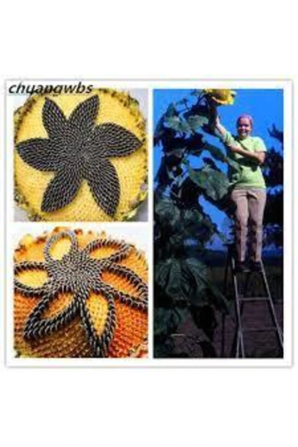 5 Adet Dev Ayçiçeği Tohum Ayçiçeği Çekirdek Tohumu Nadir Ithal Ayçiçeği - Resim 3