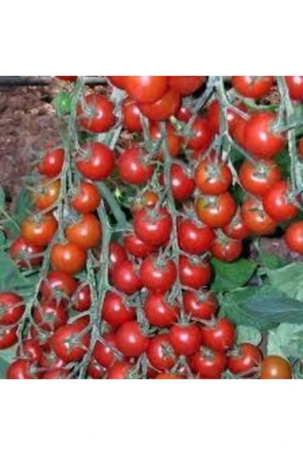 10 Adet Tohum Süper Paket Cherry Çeri Domates Tohumu Saksı Toprak Hediyeli - Resim 2