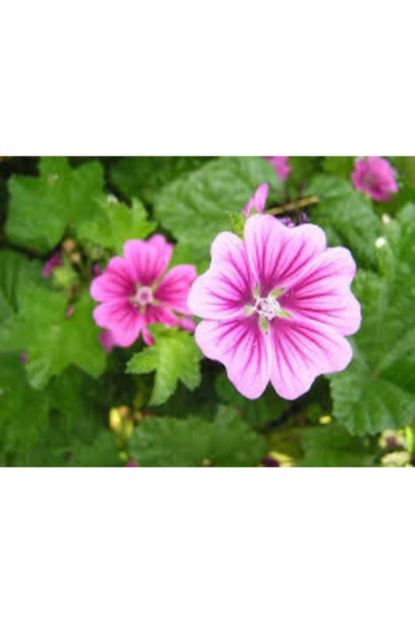 10 Adet Tohum Nadir Bulunan Fatma Gül Çiçeği - Resim 2