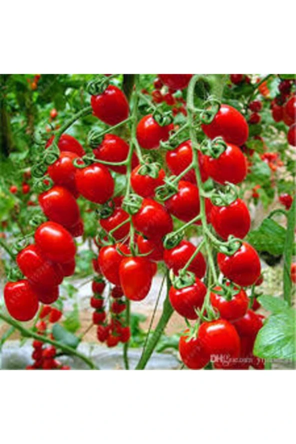 10 Adet Tohum Saksılık Kiraz Domates Tohumu Misket Doamtes Saksı Toprak Sürpsiz ürün görseli