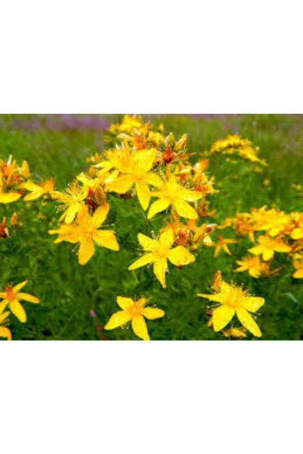 20 Adet Tohum Eko Paket Sarı Kantaron Tohumu Kantaron Tohumu Saksı Toprak Hediymiz - Resim 2