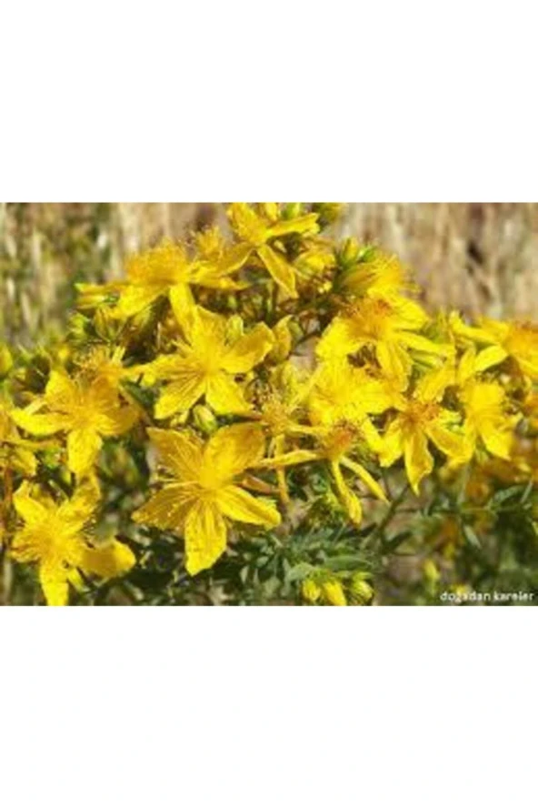 20 Adet Tohum Eko Paket Sarı Kantaron Tohumu Kantaron Tohumu Saksı Toprak Hediymiz - Resim 3