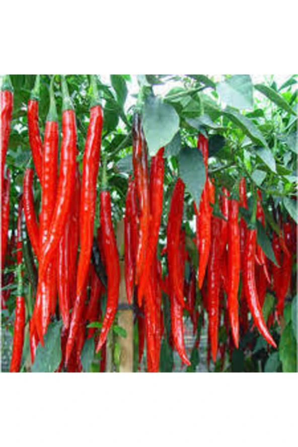 Tohum Süper Paket Şili Biberi Tohumu Çok Acı Chili Biberi Tohumu 160 Adet ürün görseli