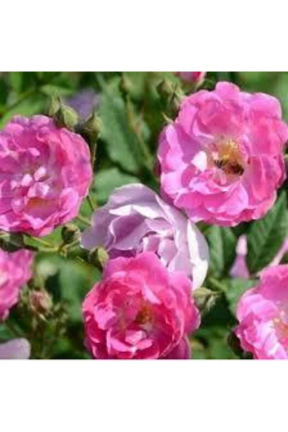 10 Adet Tohum Nadir Pembe Gül Tohumu Pembe Çiçek Tohumu Saksı Toprak Hediyeli - Resim 3