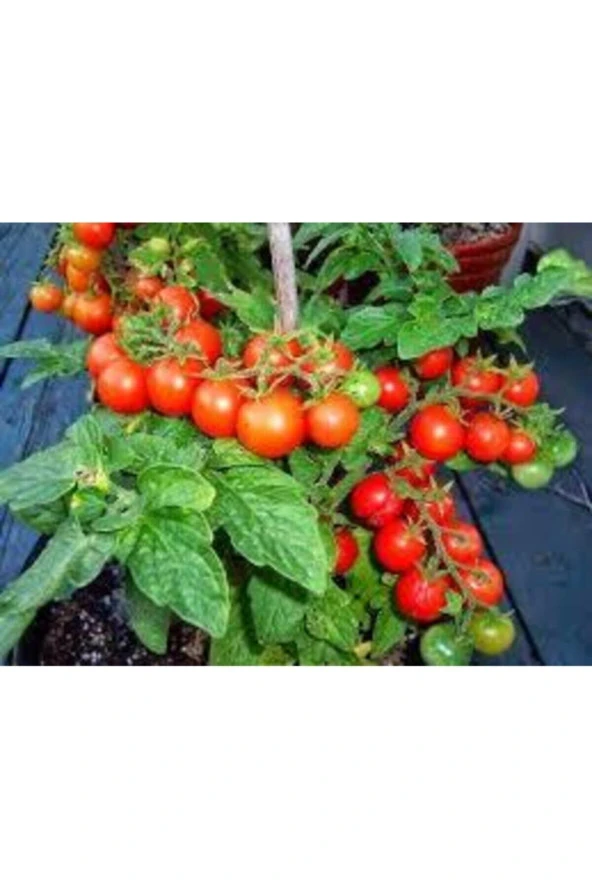 10 Adet Tohum Saksılık Kiraz Domates Tohumu Misket Doamtes Saksı Toprak Sürpsiz - Resim 3